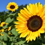 HFS August 2019 news
